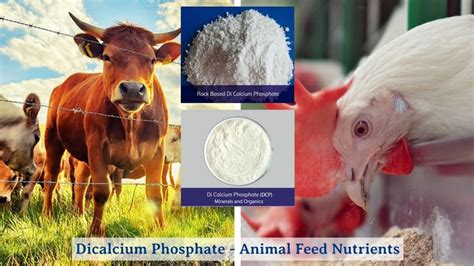 Dicalcium Phosphate: An Essential Nutrient Powerhouse for Animal Feed and Fertilizers!