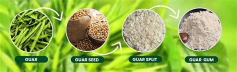 Guar Gum Processing: Unleashing the Power of This Natural Thickener and Stabilizer!