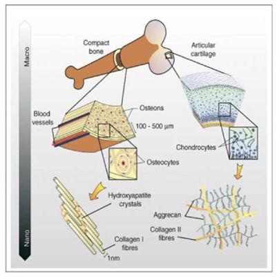 Hydroxyapatite: A Champion for Bone Regeneration and Beyond!